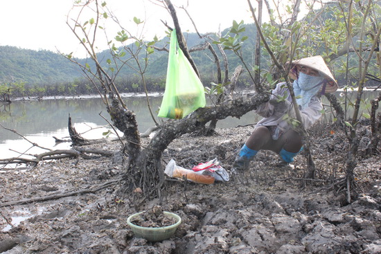 Quảng Ninh: Cảnh báo ảnh hưởng biến đổi khí hậu đến hệ sinh thái 